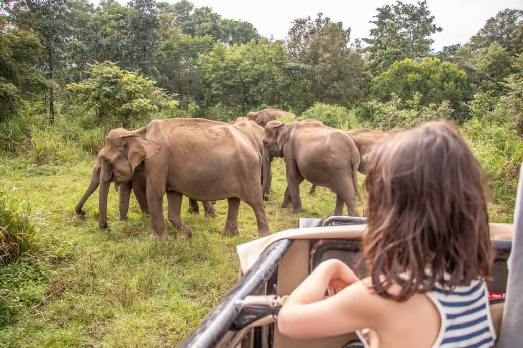 Sri Lanka day tour safari landscape